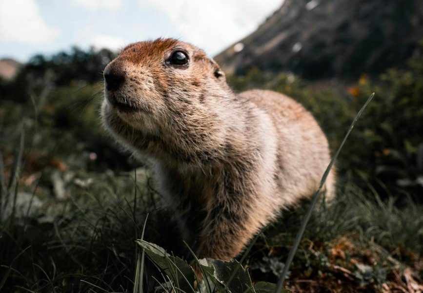 brown rodent on green grass