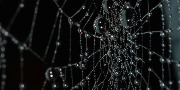 water droplets on spider web